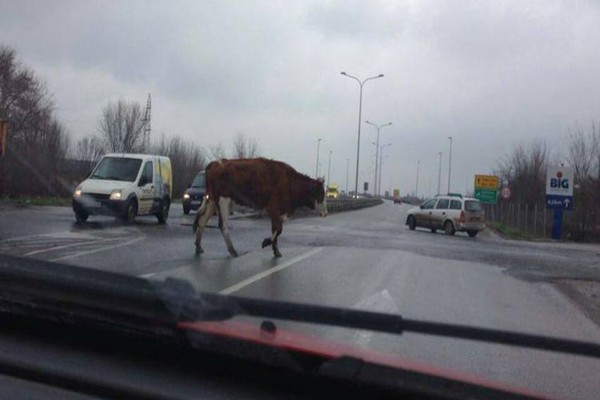 uzivo sa novosadskih ulica