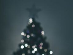 Gradsko zelenilo počinje prodaju novogodišnjih jelki sa busenom na četiri lokacije u Novom Sadu