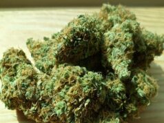 Novosađanin uhapšen zbog 73 paketića marihuane